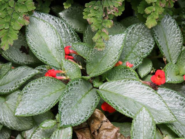 Episcia cupreata 'Silver Sheen'