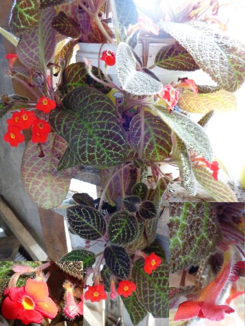 Episcia cupreata en suspension