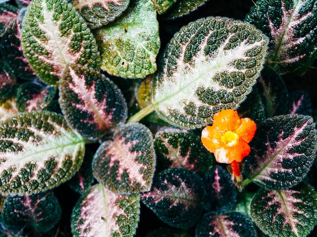 Episcia cupreata