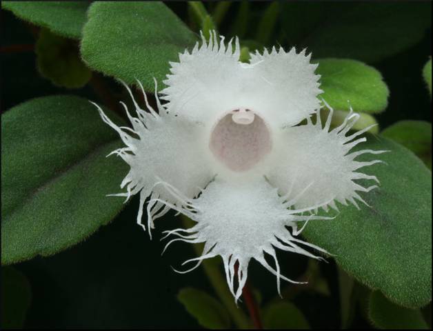 Episcia dianthiflora