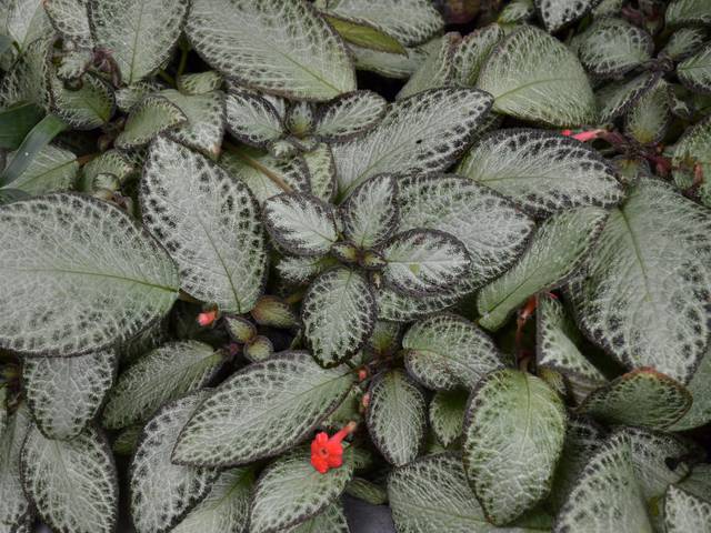 Episcia reptans