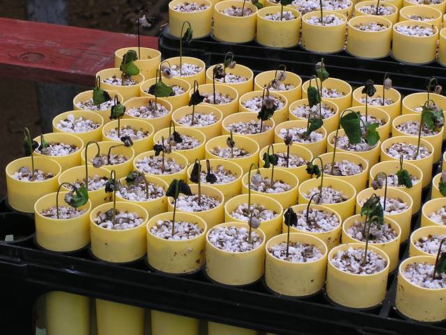 Fonte de semis (plants de café)