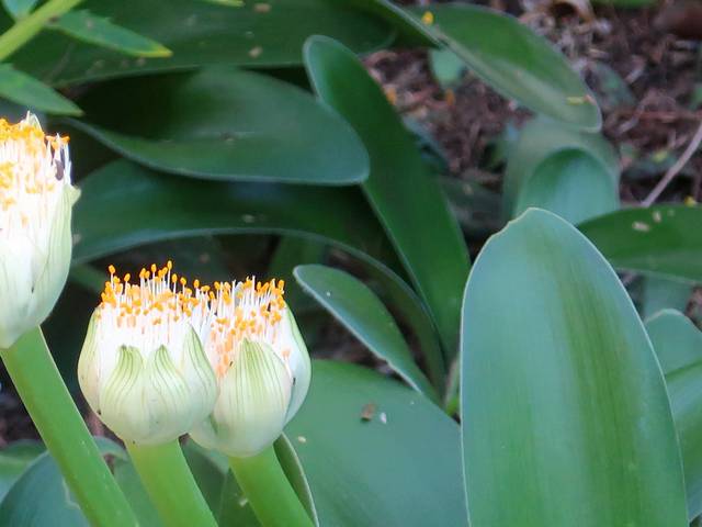 Haemanthus albiflos en fleur