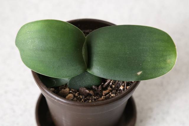 Jeune plant de Haemanthus albiflos