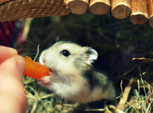 Hamster de Campbell