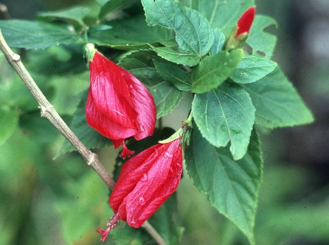 Malvaviscus arboreus - fleurs