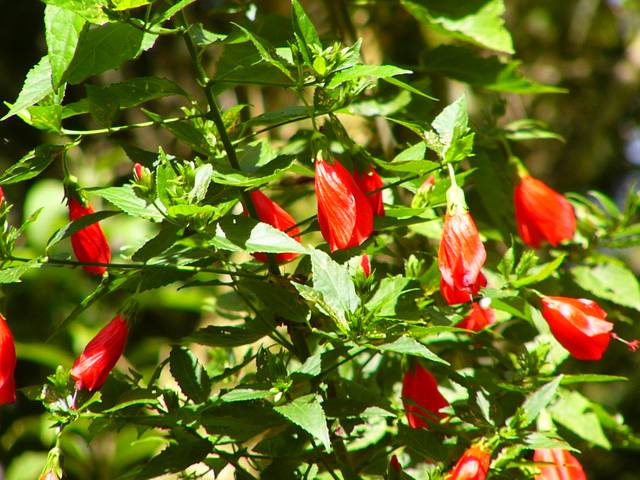 Malvaviscus arboreus, hibiscus dormant