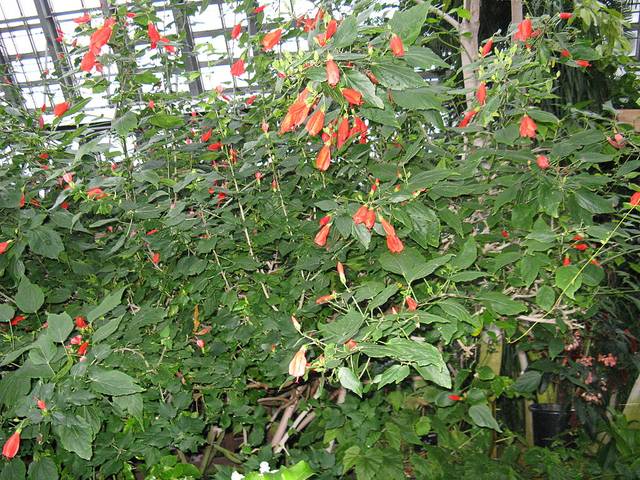 Malvaviscus arboreus var. mexicanus