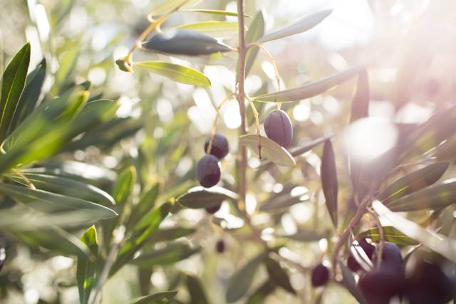 L'olivier et sa culture