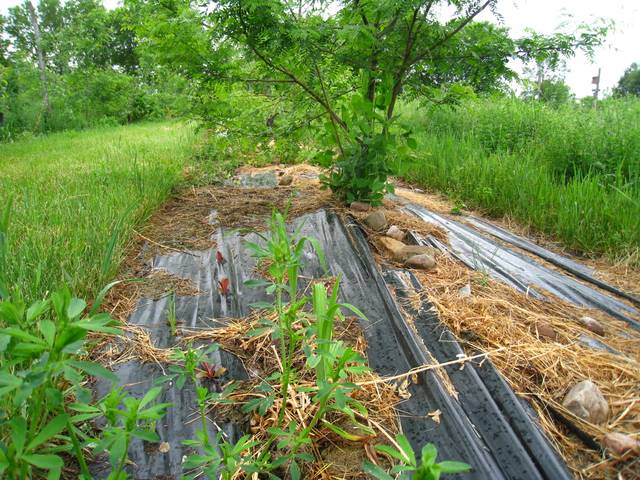 Paillage du sol et Fabacée