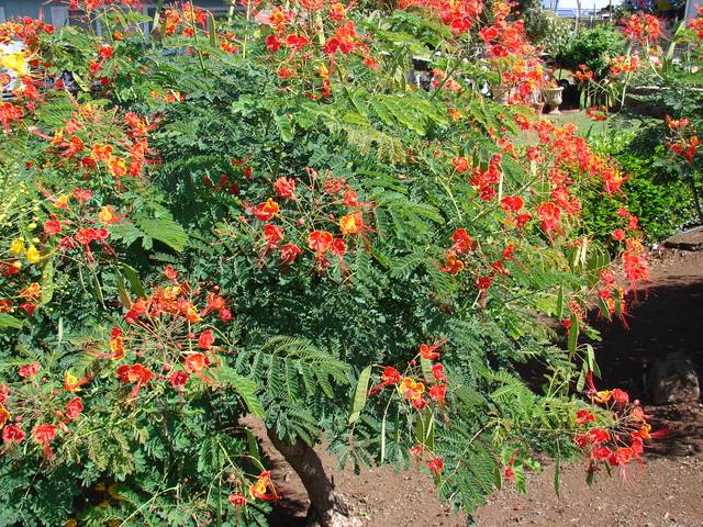 Caesalpinia pulcherrima, petit flamboyant