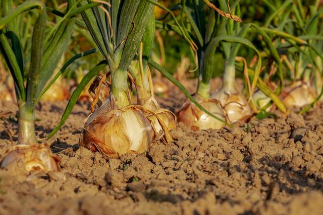 Rang d'oignons au potager