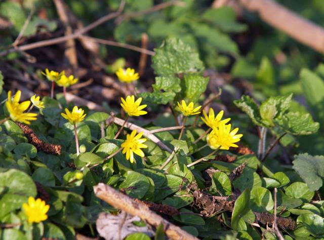 Ranunculus ficaria