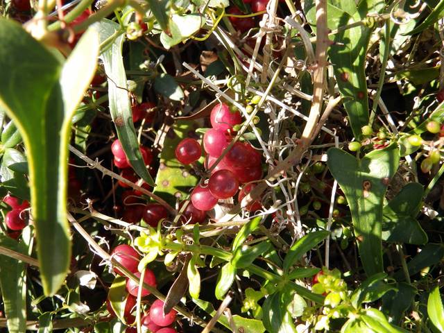 Fruits de Smilax aspera