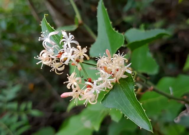Salsepareille : floraison