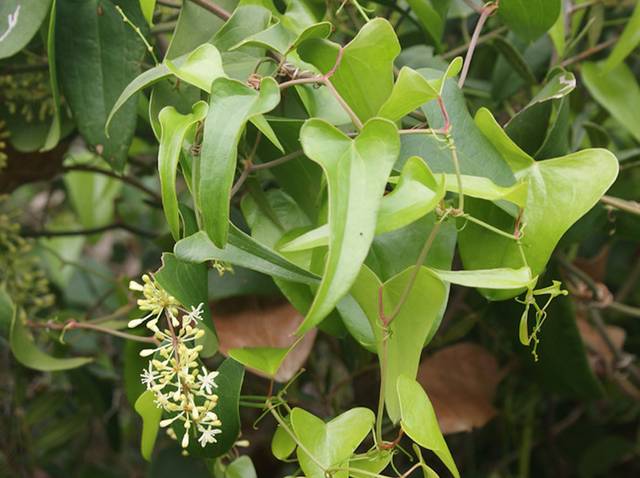 Salsepareille, Smilax aspera