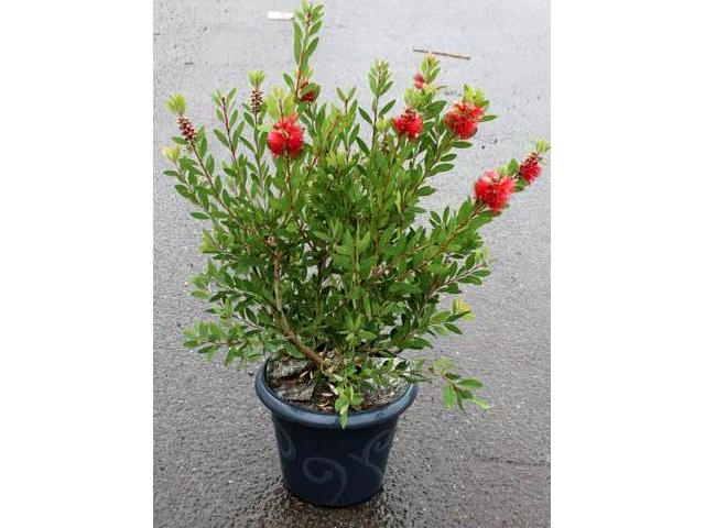 Callistemon laevis - pot de 7,5L - plante telle qu'expédiée