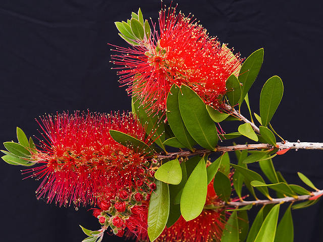 Callistemon laevis - floraison
