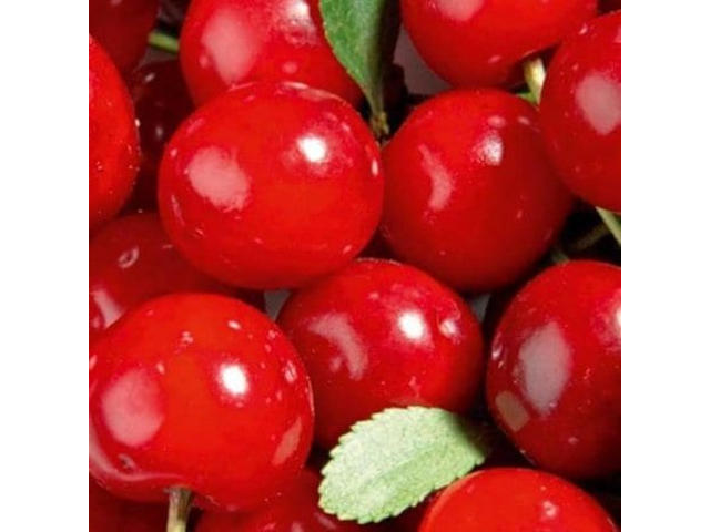 Cerisier nain 'Griotella' - fruits