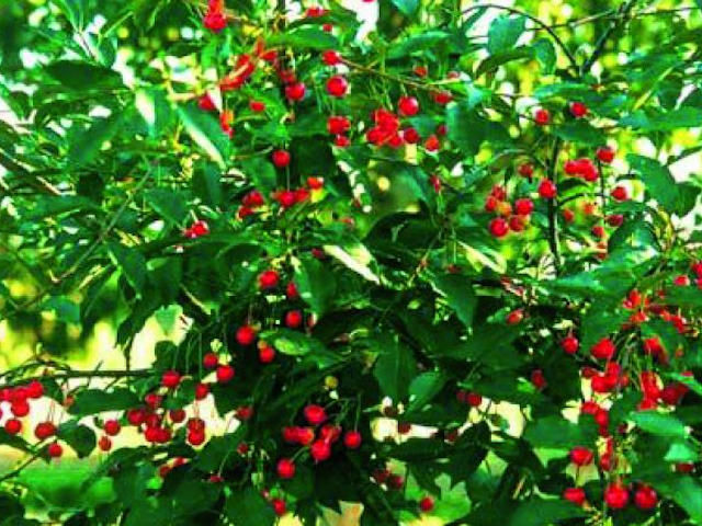 Cerisier nain 'Griotella' - arbre