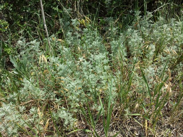 Artemisia pontica, absinthe romaine