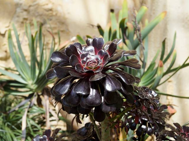 Aeonium 'Black Rose'