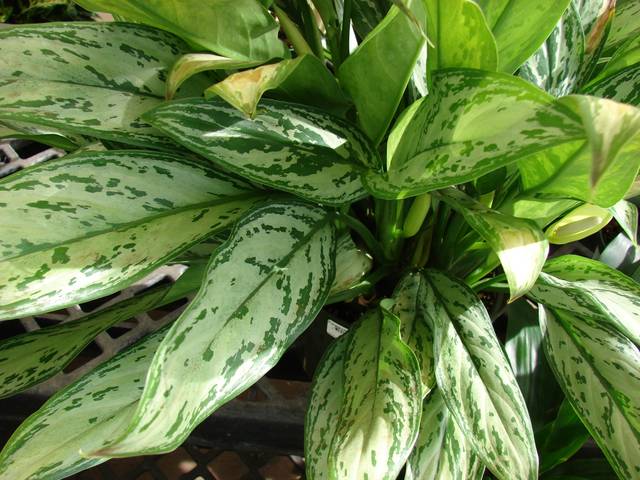 cliquez pour voir la suite Aglaonema