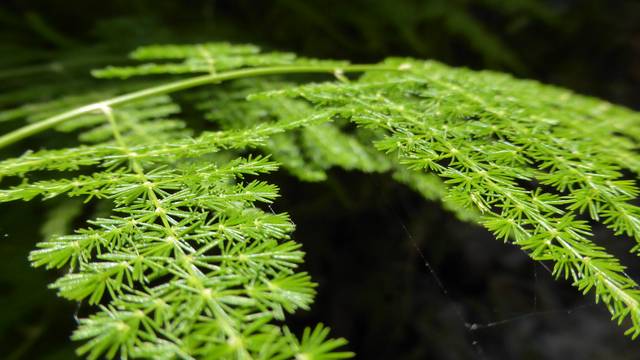cliquez pour voir la suite Asparagus setaceus