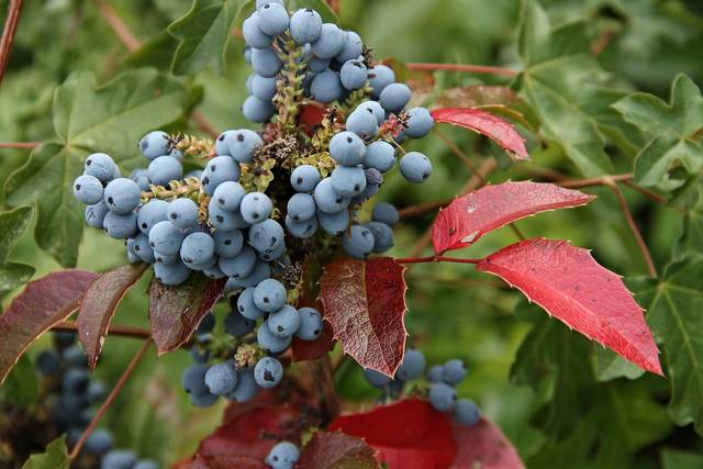 Baies de Mahonia aquifolium