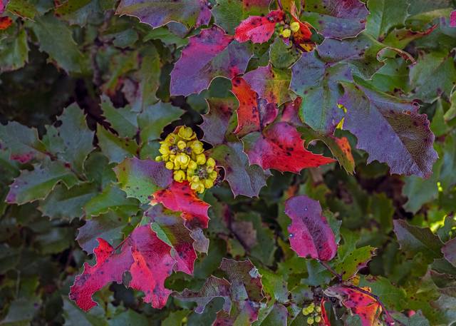 Mahonia aquifolium (berberis) - feuillage à l'automne