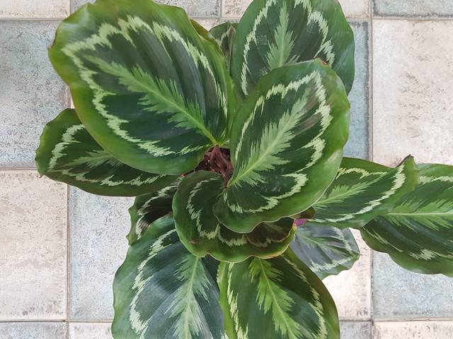 Nappe feuilles vert 160x160 - calathea