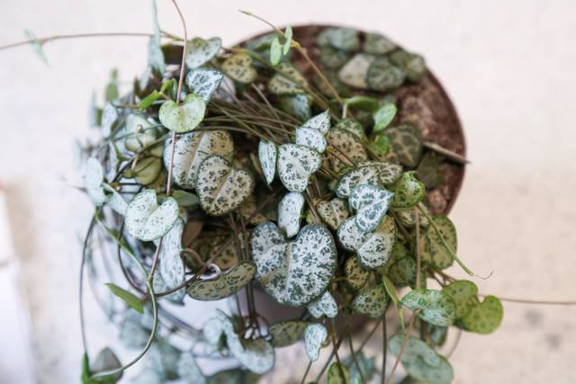 cliquez pour voir la suite Ceropegia woodii