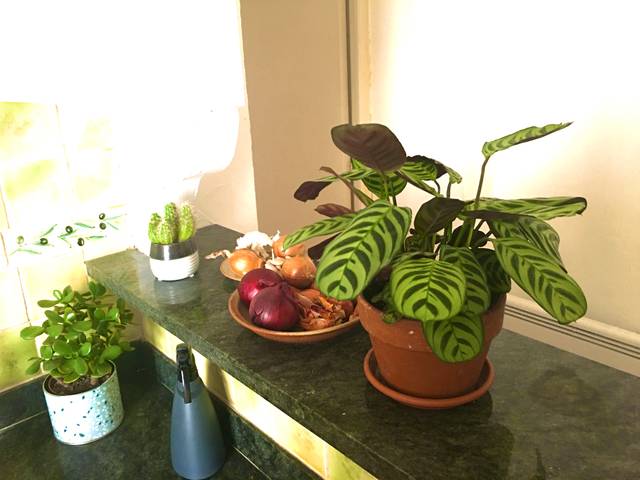 cliquez pour voir la suite Ctenanthe setosa