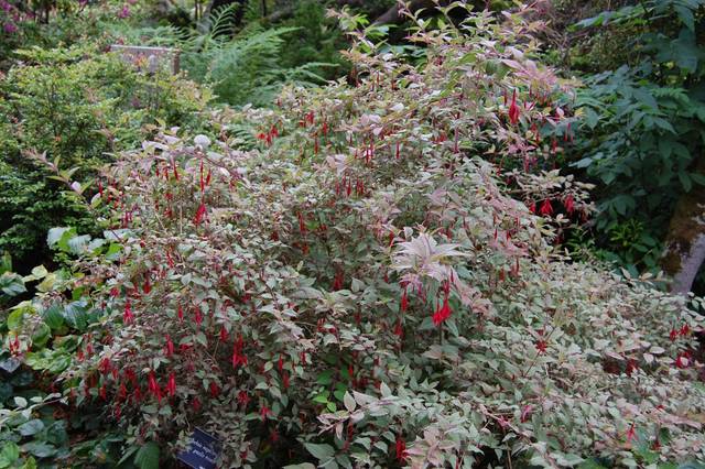 Fuchsia magellanica var. gracilis tricolor