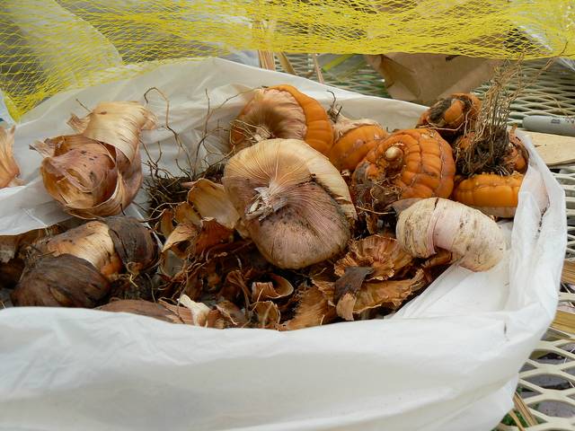 Bulbes de glaïeul