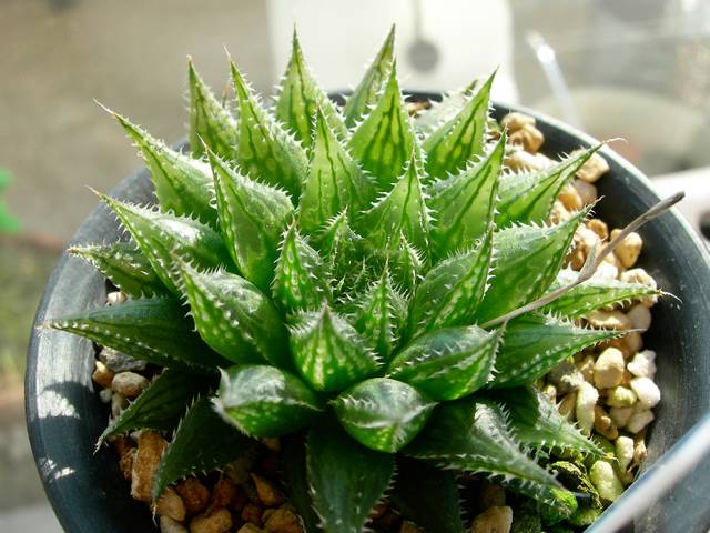 cliquez pour voir la suite Haworthia
