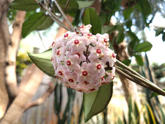 cliquez pour voir la suite Hoya en fleurs