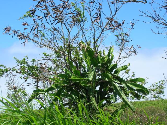 Hylocereus undatus, pitaya : plante hémiépiphyte