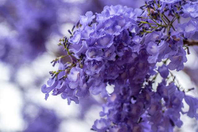 Fleurs de jacaranda