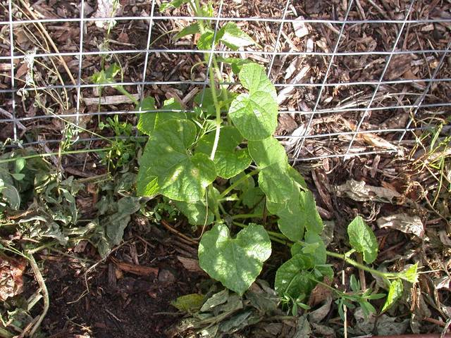 Jeune plant de kiwano issu de semis
