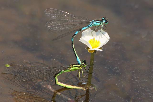 Libellule sur renoncule aquatique