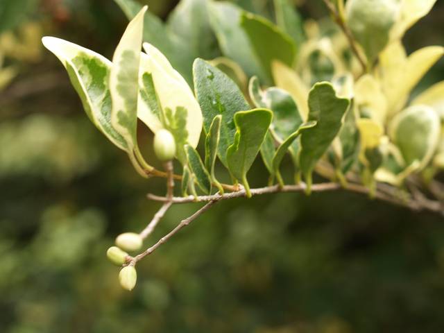 Ligustrum Japonicum