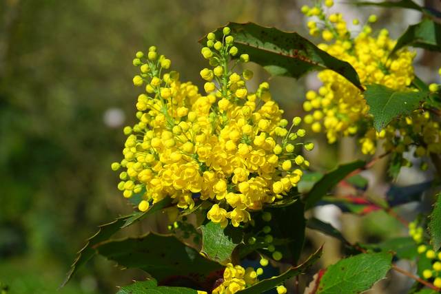 Mahonia aquifolium en fleurs