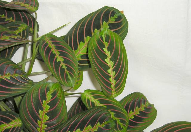 Maranta leuconeura