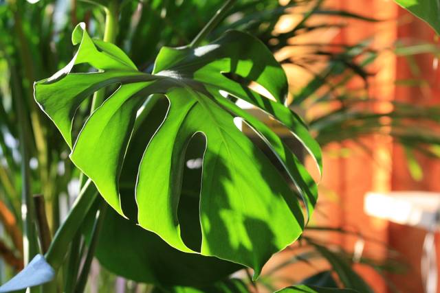 cliquez pour voir la suite Monstera deliciosa