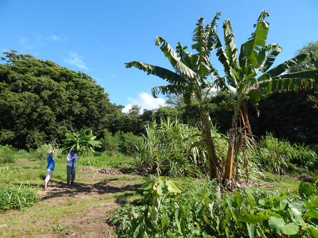 Musa paradisiaca, bananier plantain