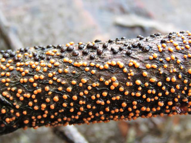 Nectria cinnabarina, maladie du corail - Henna K. / flickr.com