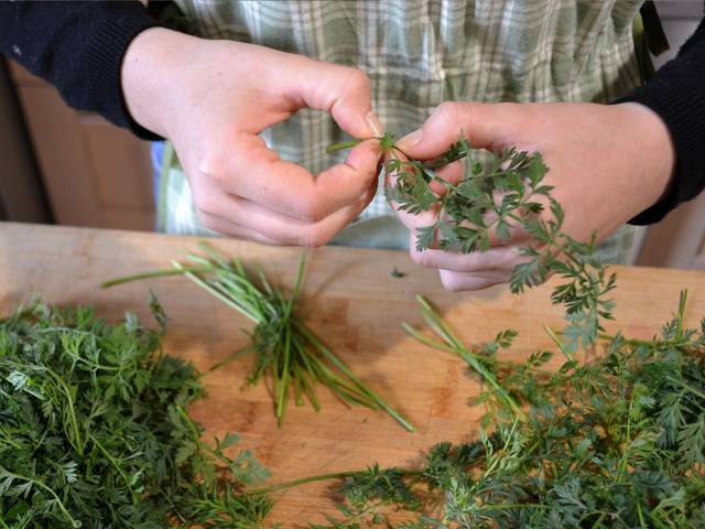 Effeuillage des fanes de carottes