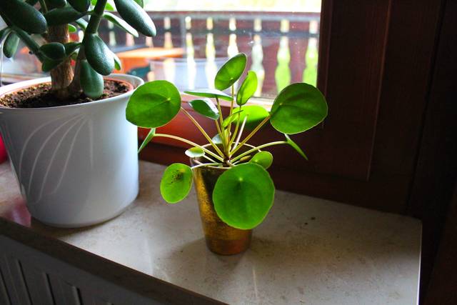 cliquez pour voir la suite Pilea peperomioides