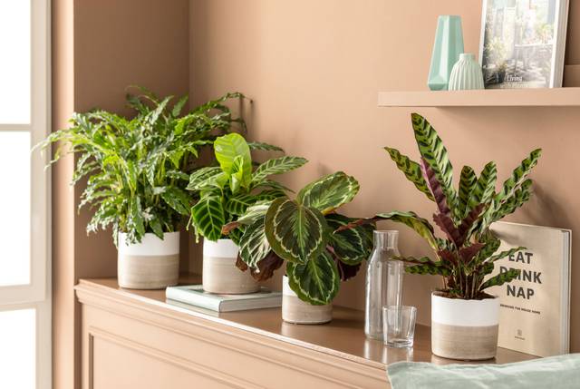 cliquez pour voir la suite Plantes vertes d'intérieur : collection de calathea